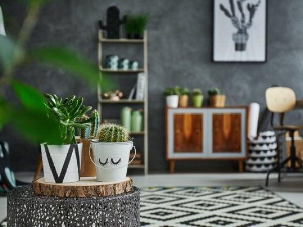 Grey room with cactus in decorative pot